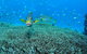 Wreck Bay Dive Site - thumb 0