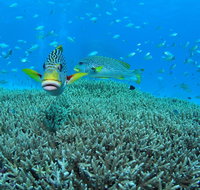 Wreck Bay Dive Site - Tourism Gold Coast