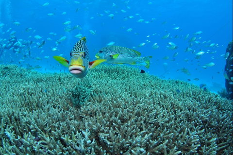 Wreck Bay Dive Site - Tourism Gold Coast 0