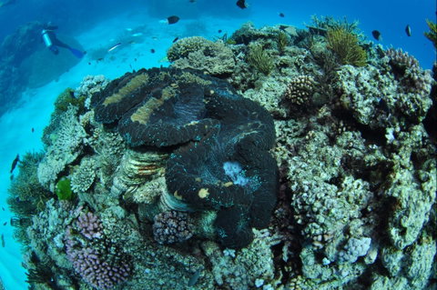 Wreck Bay Dive Site - Tourism Gold Coast 1