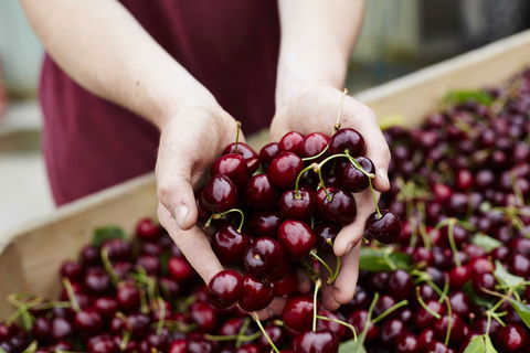 Yarra Valley Cherries - Tourism Gold Coast 0