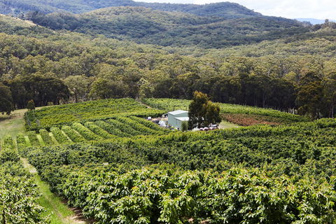 Yarra Valley Cherries - Tourism Gold Coast 2