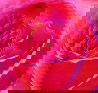 Abandon Stress Mobile Massage - Gold Coast