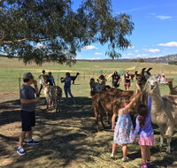 Alpaca Magic Stud - Tourism Gold Coast