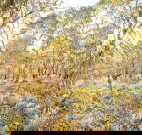 Alpine Views Walk - Tourism Gold Coast