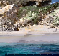 Australian Sea Lions - Tourism Gold Coast