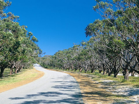 Avenue Of Honour - Tourism Gold Coast 1