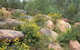 Ben Hall's Cave Walking Track - thumb 0