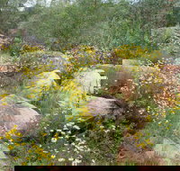 Ben Hall's Cave Walking Track - Gold Coast