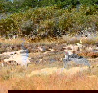 Cape Keraudren Nature Reserve - Gold Coast