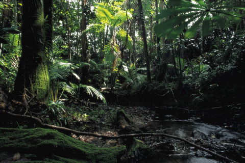 Cape Tribulation, Daintree National Park - Tourism Gold Coast 2
