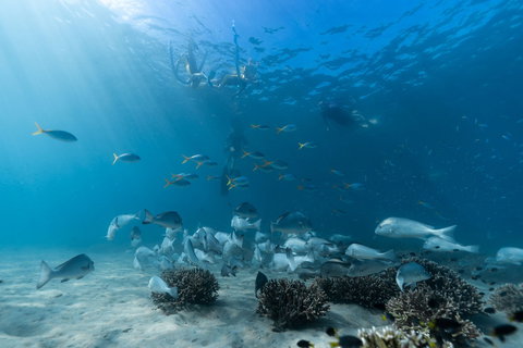 Child Island Dive Site - Tourism Gold Coast 1
