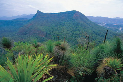 Cunninghams Gap And Spicers Gap, Main Range National Park - Tourism Gold Coast 1