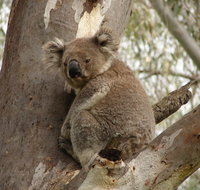 Koala Spotting Narrandera - Tourism Gold Coast