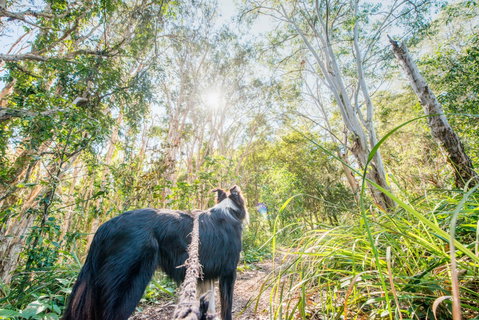 Lamb Island (Nguderoo) - Tourism Gold Coast 1