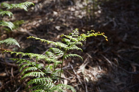 Langwarrin Flora And Fauna Reserve Walking Trails - Tourism Gold Coast 0