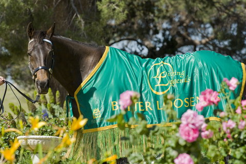 Living Legends: The International Home Of Rest For Champion Horses - Tourism Gold Coast 0