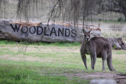 Living Legends: The International Home Of Rest For Champion Horses - Tourism Gold Coast 1