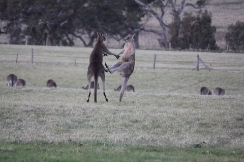 Living Legends: The International Home Of Rest For Champion Horses - Tourism Gold Coast 2