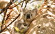 Magnetic Island National Park - thumb 2