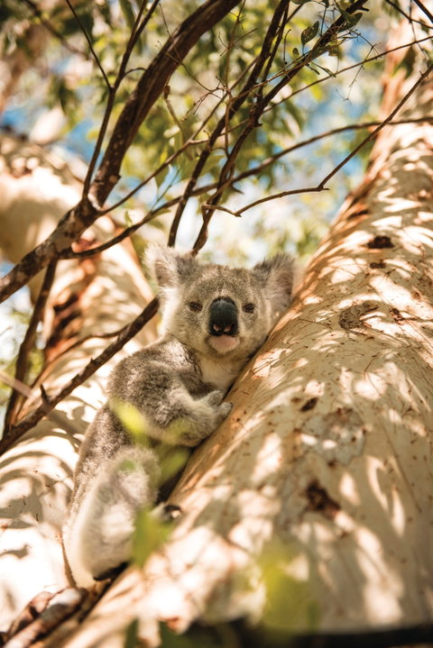 Magnetic Island National Park - Tourism Gold Coast 2
