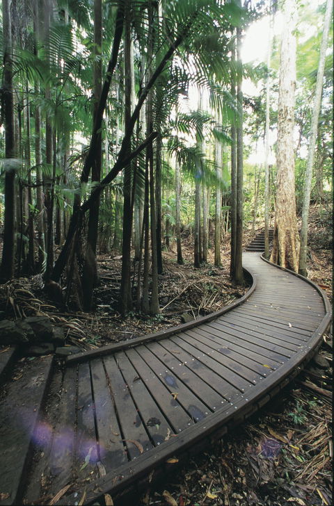 Mapleton Falls National Park - Tourism Gold Coast 1
