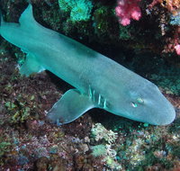Middle Reef Dive Site - Tourism Gold Coast