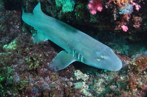 Middle Reef Dive Site - Tourism Gold Coast 0