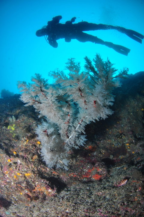 Middle Reef Dive Site - Tourism Gold Coast 1