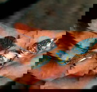 Opalton - Tourism Gold Coast