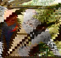 Raptor Domain - Tourism Gold Coast