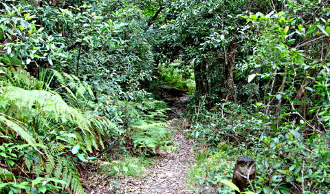Seaforth Oval To Natural Bridge Track - Gold Coast 0