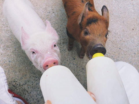 Swan Valley Cuddly Animal Farm - Tourism Gold Coast 0