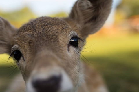 Swan Valley Cuddly Animal Farm - Tourism Gold Coast 1