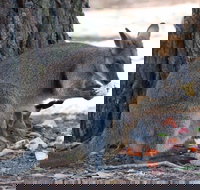 Wirrimbirra Sanctuary - Gold Coast