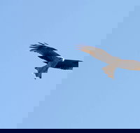 Yanga Lake Red Gum Bird Hide - Tourism Gold Coast