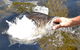 Barra Feeding - thumb 1
