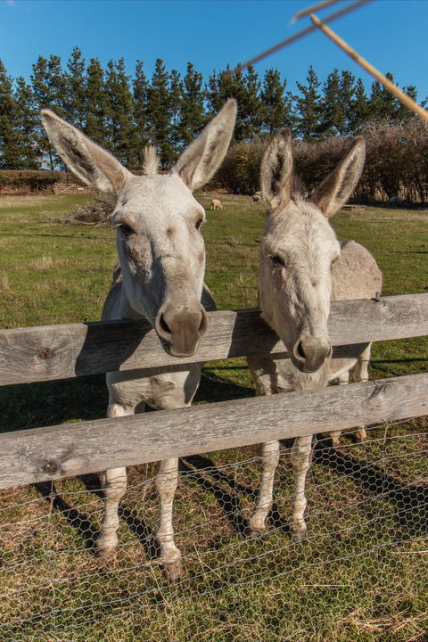 Brickendon Historic Farm And Convict Village - Tourism Gold Coast 2