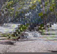Coolah Tops National Park - Tourism Gold Coast