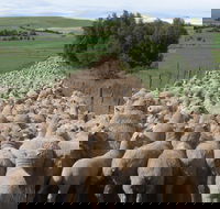 Curringa Farm - Accommodation and Farm Tours - Tourism Gold Coast