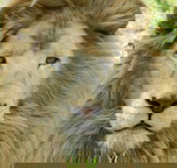 Darling Downs Zoo - Tourism Gold Coast