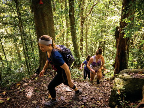 Devils Thumb (Manjal Jimalji) Trail - Tourism Gold Coast 0
