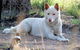 Durong Dingo Sanctuary - thumb 0