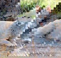 Durong Dingo Sanctuary - Gold Coast