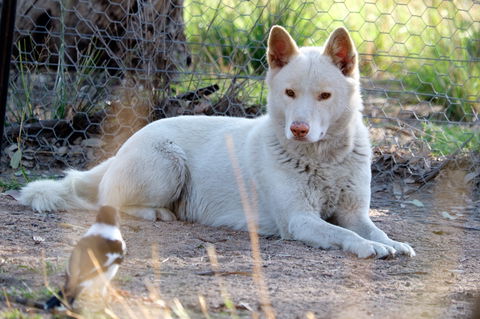 Durong Dingo Sanctuary - Gold Coast 0