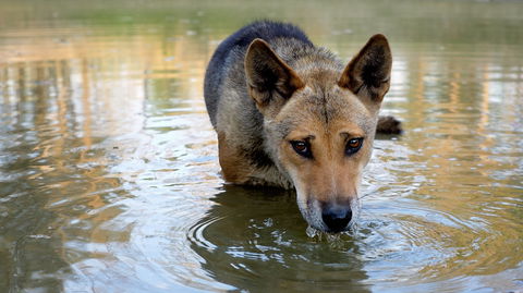 Durong Dingo Sanctuary - Gold Coast 1