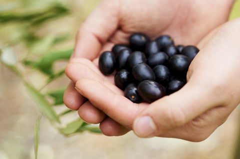 Eat, Pick, Grow Trail - Wanneroo And Chittering - Tourism Gold Coast 0