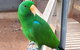 Eyre Reptile & Wildlife Park - thumb 0