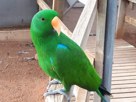 Eyre Reptile & Wildlife Park - Tourism Gold Coast 0