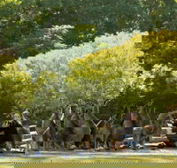 Lone Pine Koala Sanctuary - Tourism Gold Coast